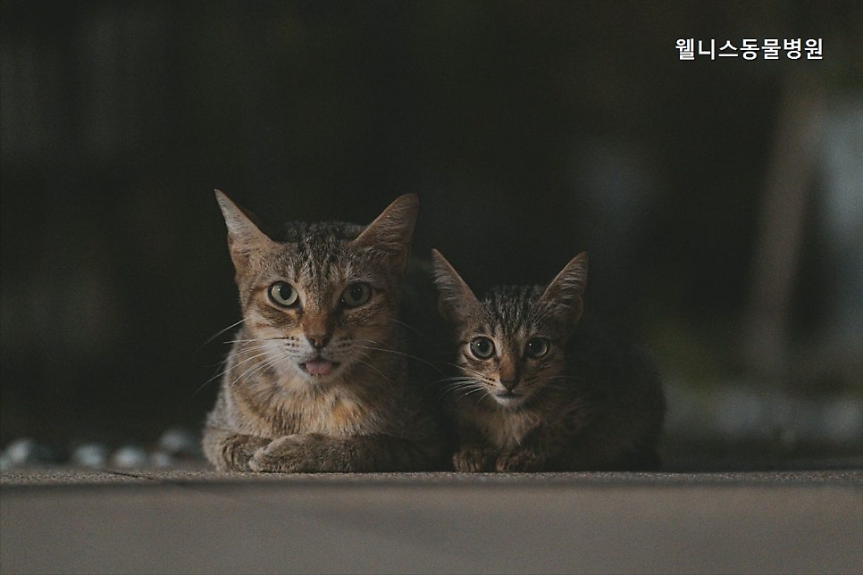 웰니스동물병원 사진 3