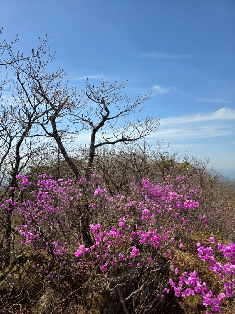 {충남 논산} 대둔산 수락계곡 수락폭포 1코스 ~ 석천암 2코스 연계 진달래 산행/등산지도&등산....