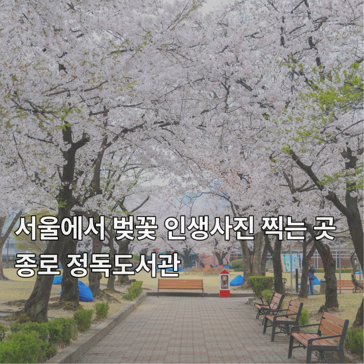  [종로] 서울에서 벚꽃 인생사진 찍는 곳 <정독도서관>