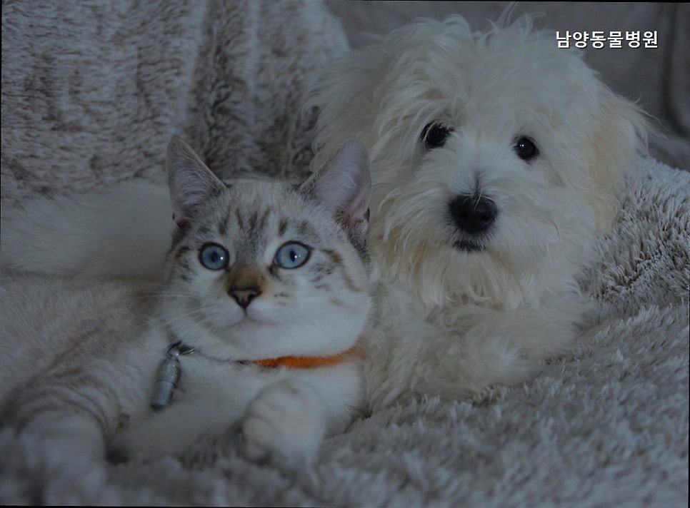 남양동물병원 사진 4