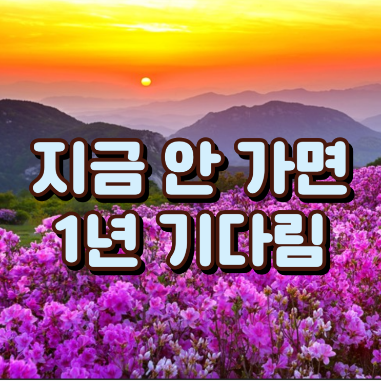  지금 안 가면 1년 기다립니다. 5월 꽃축제 총정리