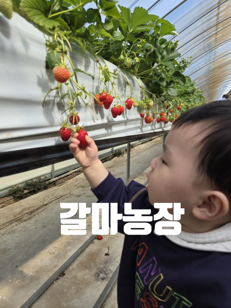  [일상] 충주 딸기 따기 체험_갈마농장