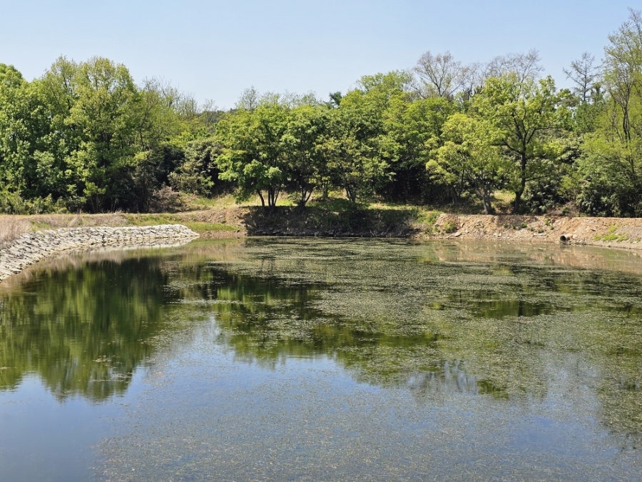 블라썸 사진 4
