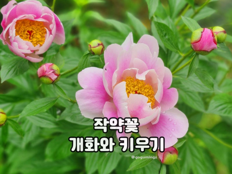 작약꽃 피는 시기 키우기 방법 봄 가을 식재