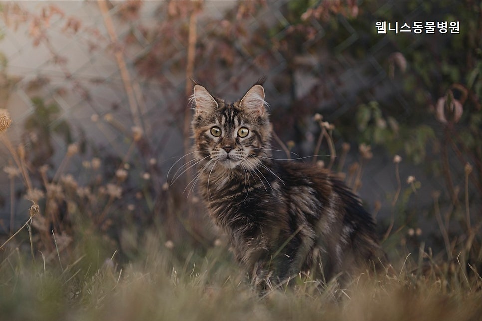 웰니스동물병원 사진 5
