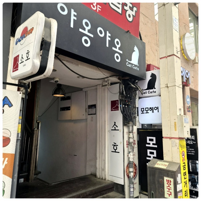 야옹야옹캣카페