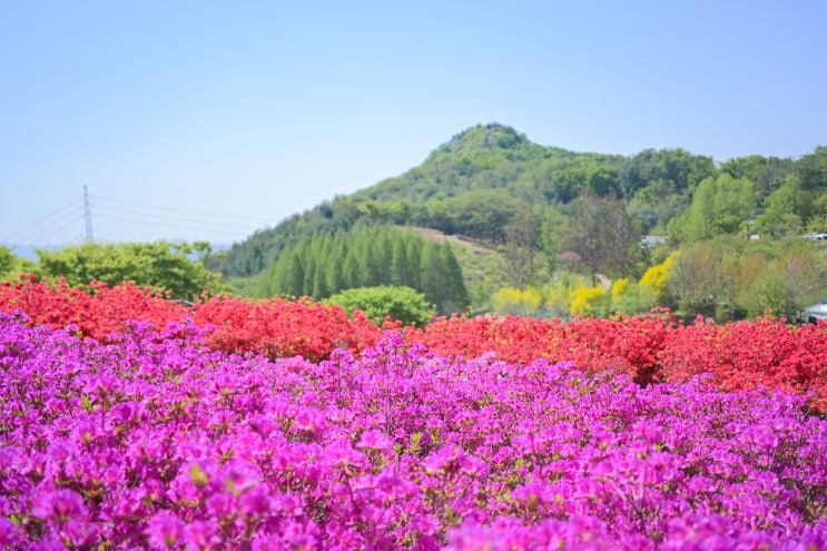  아산 영인산 자연휴양림 등산 철쭉 실시간 개화 상태