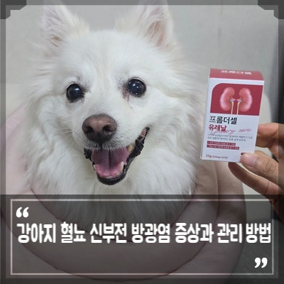 강아지 신장영양제 유레날 급여 이유는? 강아지 혈뇨 신부전 방광염 증상과 관리 방법