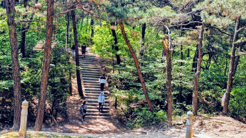 대전 도솔산, 초록 사이를 걷다 도심 속에서 만난 작은 쉼표