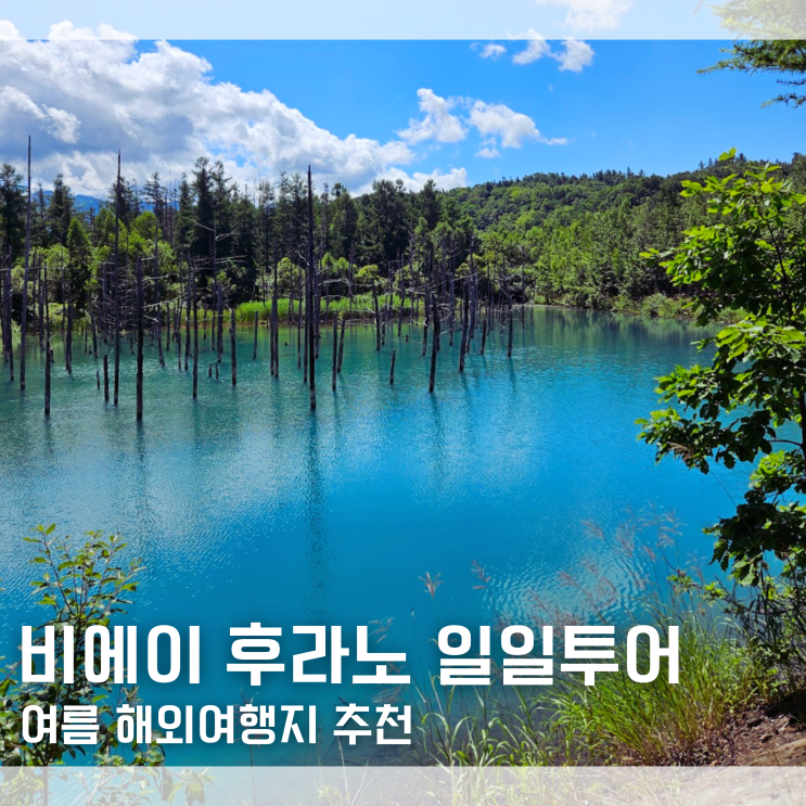  여름 해외여행지 추천 홋카이도 비에이 후라노 버스투어 일일투어 소개 예약 방법