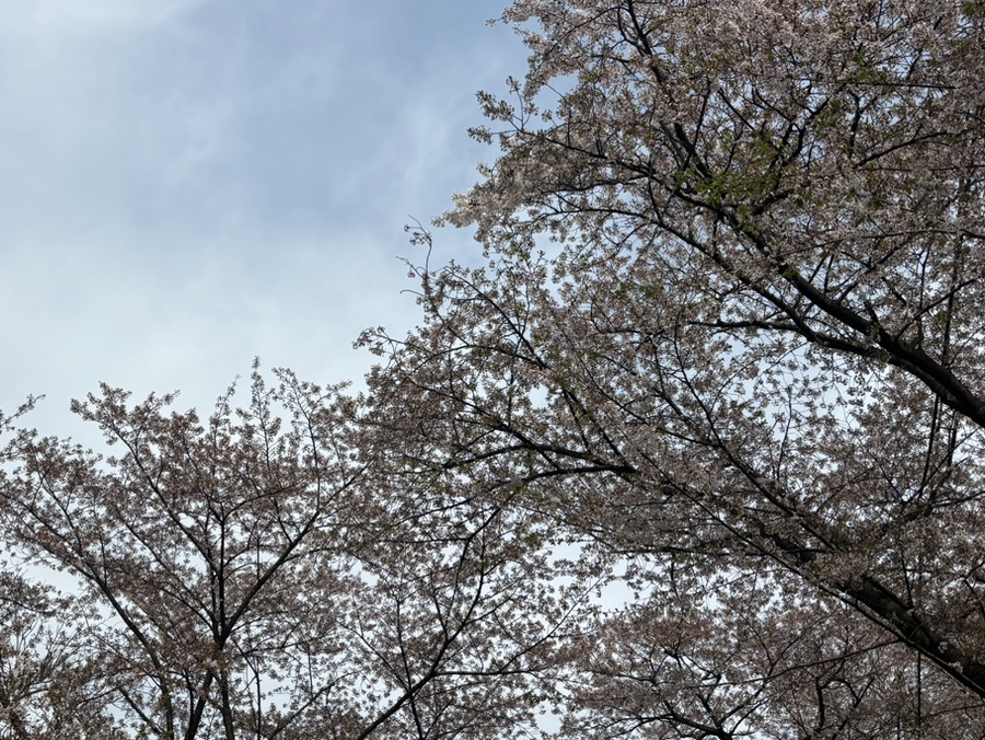 꼬밥 사진 5
