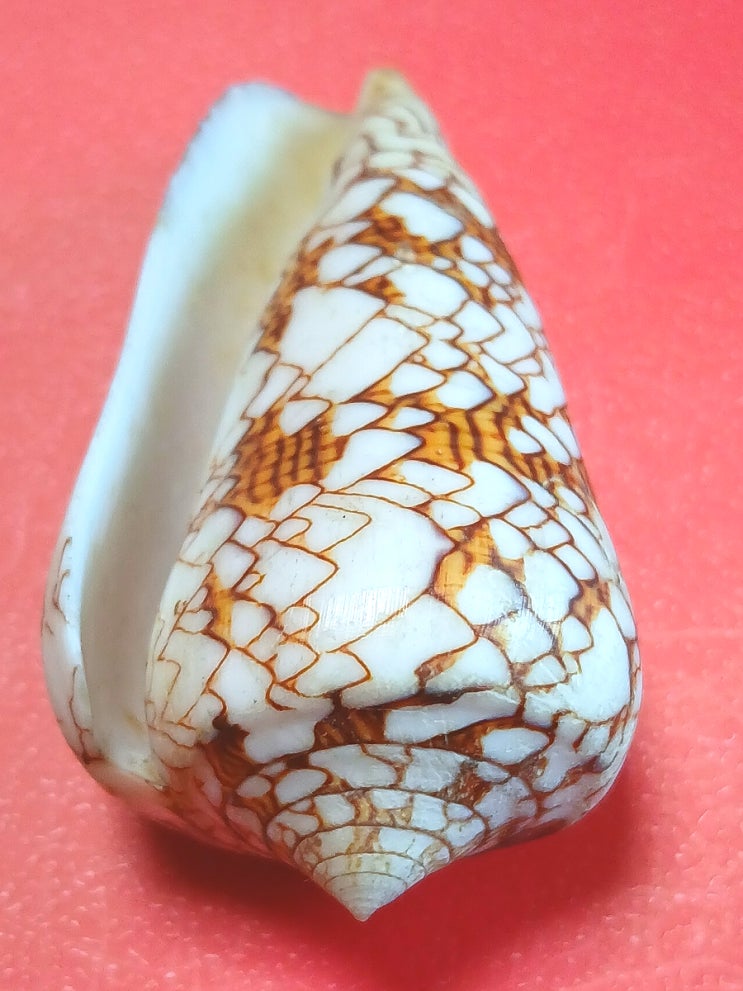  [청자고둥]치명적 아름다움, 치명적 맹독 The Fatal Beauty and Deadly Venom of the Cone Snail