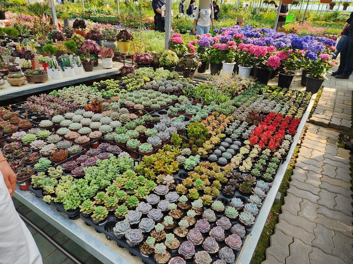 [창원 가볼만한곳] 경남 최대 규모! 동창원 식물원 영농조합 방문 후기