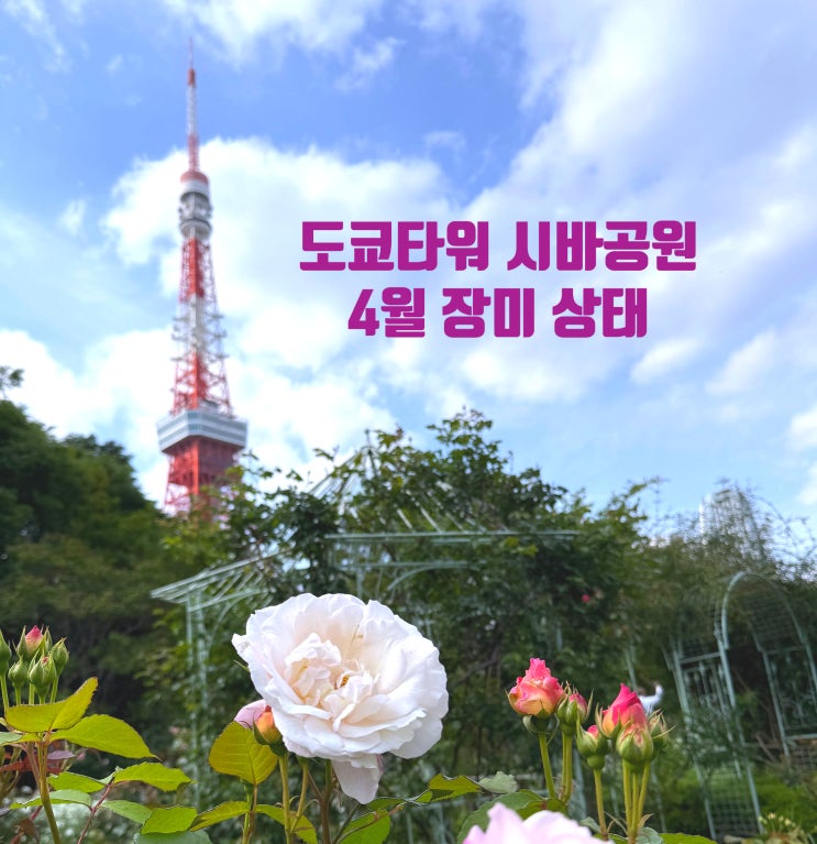  4월 도쿄 시바공원 장미 개화 상황, 도쿄타워 명소 지금 분위기