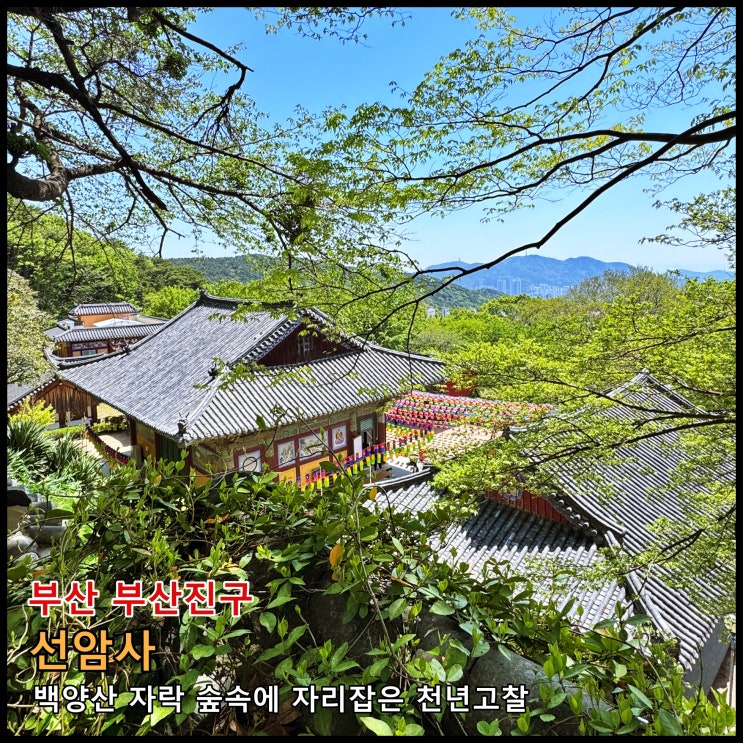  [부산] 백양산 자락 숲속에 자리잡은 천년고찰 '선암사'