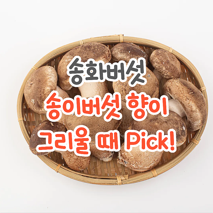  송화버섯 효능과 집에서 맛있게 먹는 간단한 방법들