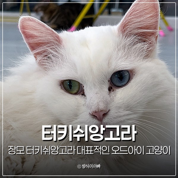장모 터키쉬앙고라 대표적인 오드아이 고양이 수명 털빠짐