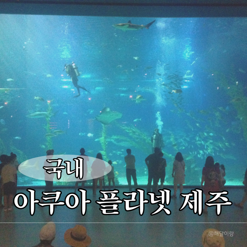 제주 가볼만한 곳, 한화 아쿠아플라넷 제주: 서울 수족관과 뭐가 다를까? 입장료, 볼거리, 비....