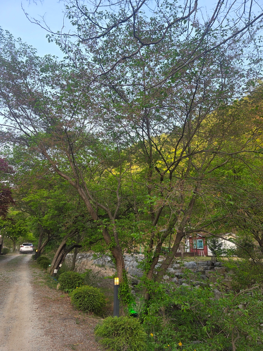 비발디베르만펜션 사진 5
