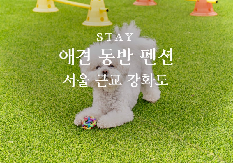 [Ganghwado] Top 4 Pet-Friendly Pensions: Perfect for Dogs, with Links to the Lowest Prices