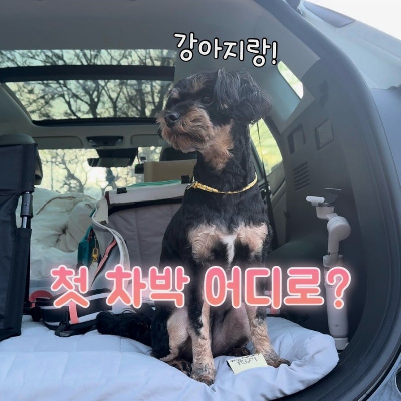 강아지랑 차박 다녀온 가평 캠핑장 후기