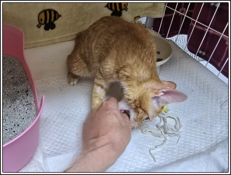  우리 반려동물 강아지 고양이는 왼손잡이 오른손잡이?