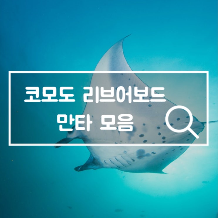  인도네시아 코모도 리브어보드 다이빙 만타를 만난 기록 모음