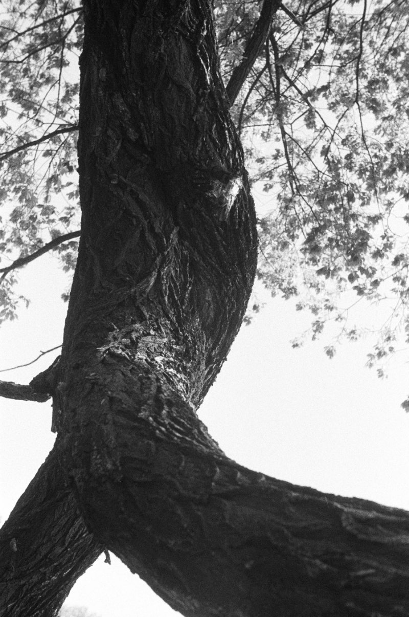 라이카 바르낙 IIIc + 엘마 f=5cm/3.5(Kodak Tri-X400) Panchromatic Yelllow
