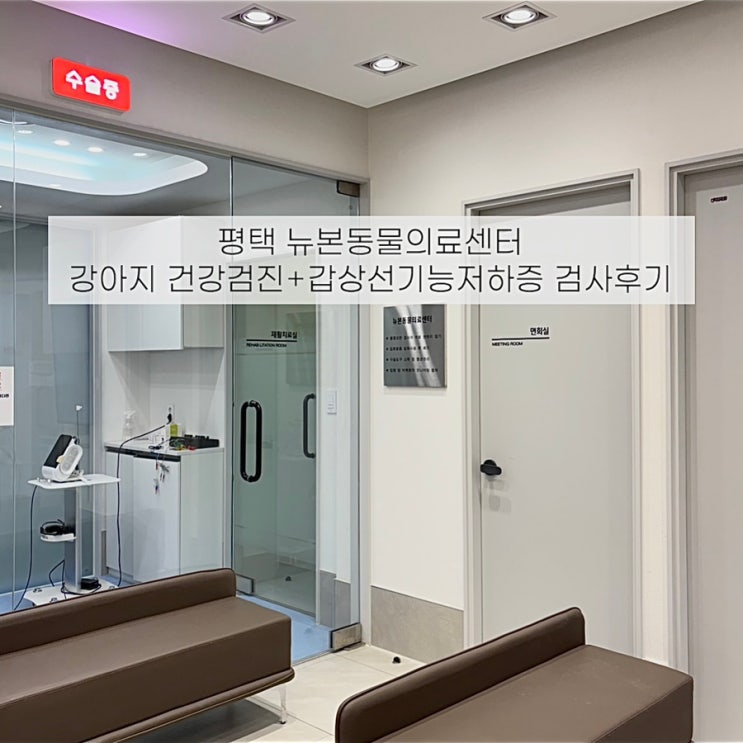  평택 뉴본동물병원 강아지 건강검진 + 갑상선기능저하증 검사 비용 상담 내돈내산 솔직후기