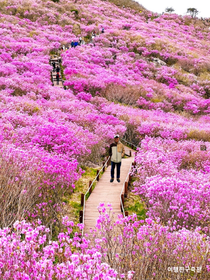 합천 산청 황매산 철쭉제 철쭉축제 등산코스 BEST 8코스 군립공원