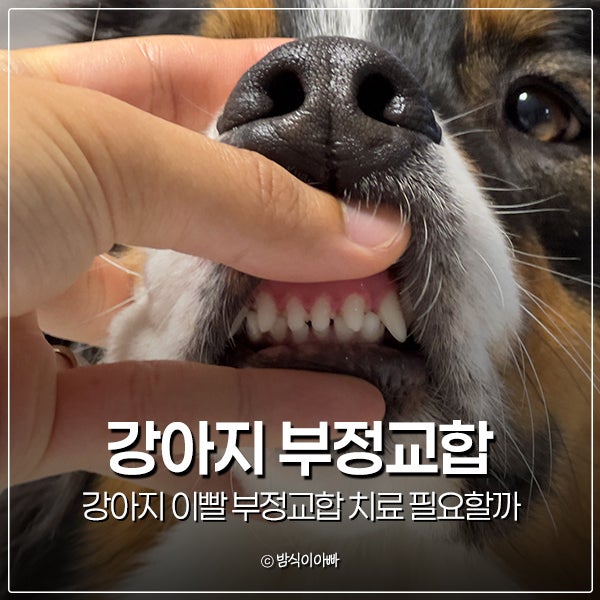 강아지 이빨 부정교합 치료 필요할까 강아지발치 결정 어떻게