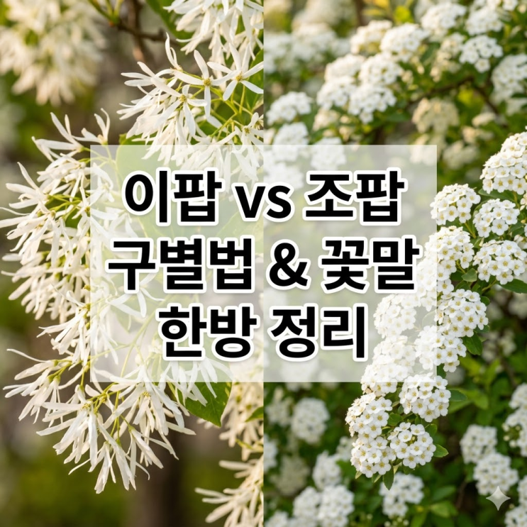  이팝 조팝 차이, 5초만에 구별하는 법과 꽃말까지 한방 정리