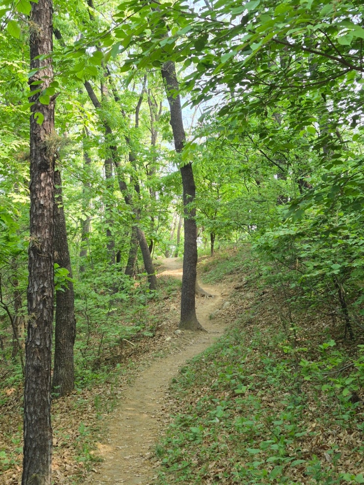 오늘아침, 푸르름이 가득찬 아리산을 거닐며...