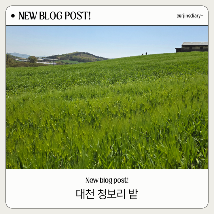  주말 대천 드라이브 코스? 보령 청보리밭카페 어때요