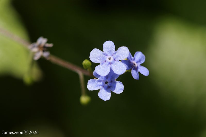 브루네라(Brunnera)