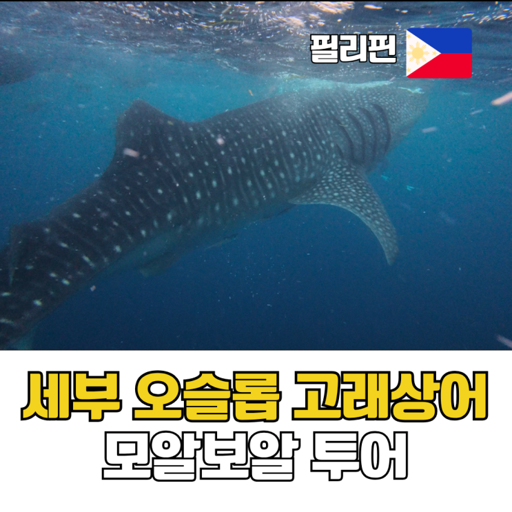  세부 오슬롭 고래상어 모알보알 투어 후기 이동 동선 및 비용 총정리