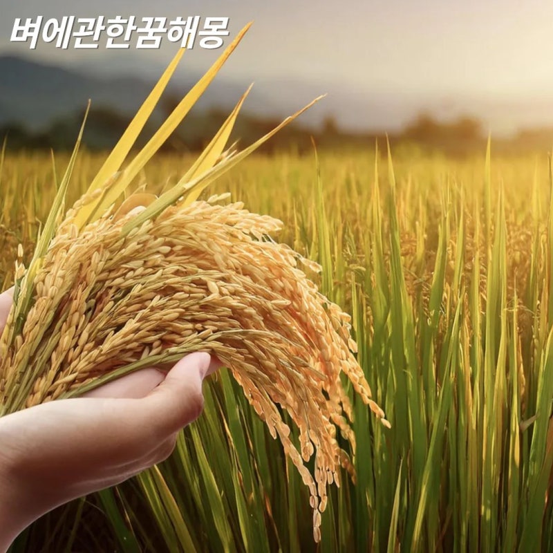 벼꿈, 벼에 관한 꿈, 벼를 보는 꿈해몽 40가지 하나씩 풀어봤는데 생각보다 디테일이 중요하....