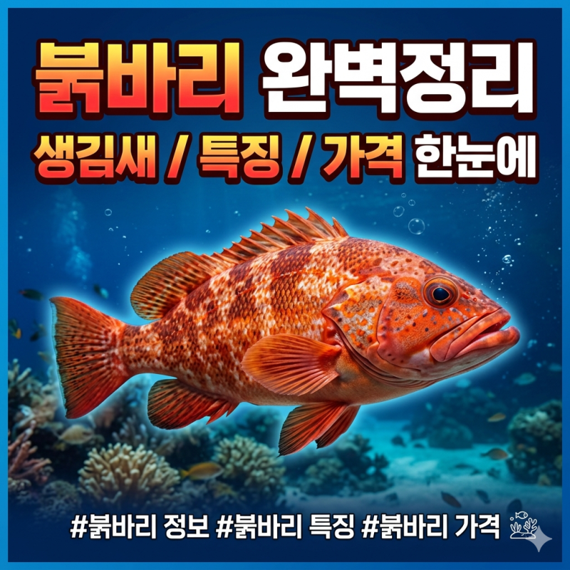 바다의 루비 붉바리, 왜 최고급 생선으로 꼽히는가?