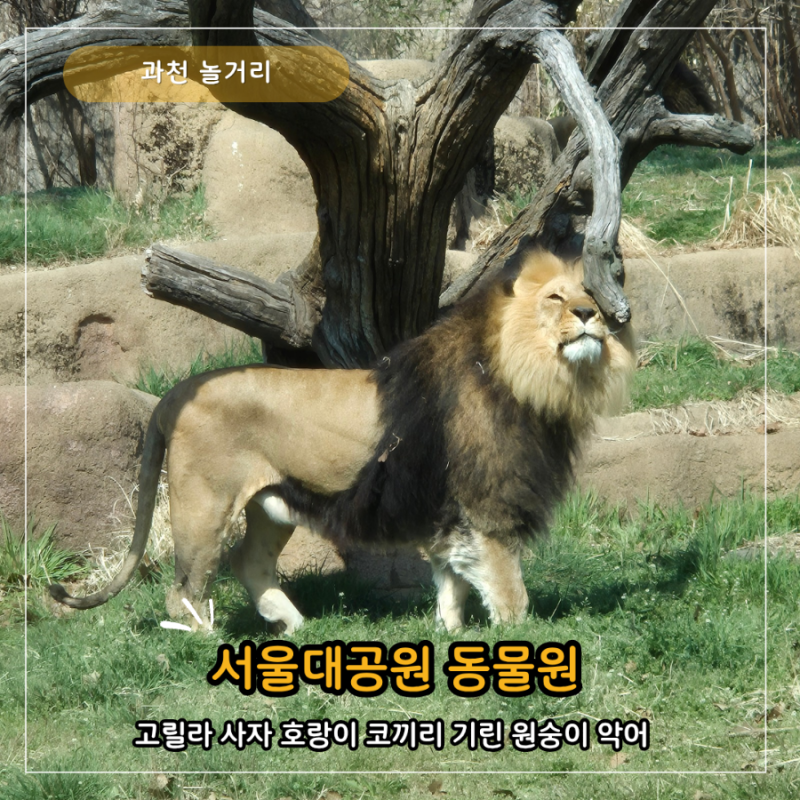 서울대공원 동물원 과천 서울동물원 BEST 인기 동물, 주차장 리프트 입장료 지도 맛집 식당 운....