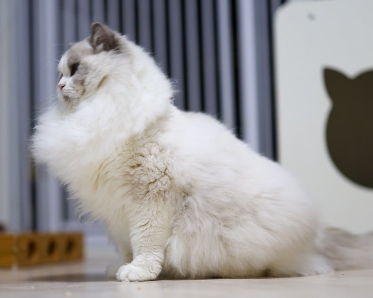  고양이 봄 털갈이, 얼마나 빠지면 정상일까?｜빗질 루틴과 헤어볼 관리법