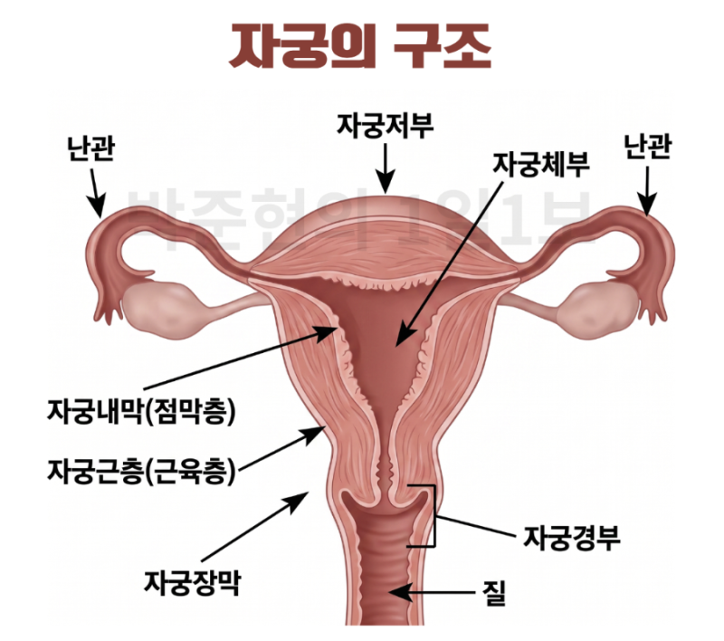 자궁내막증식증 수술 후 암진단비 가능할까?