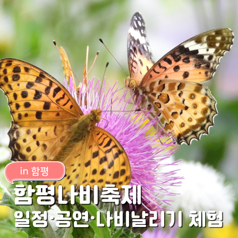 2026 함평 나비축제 | 제28회 일정·공연·나비날리기 체험 완벽 가이드