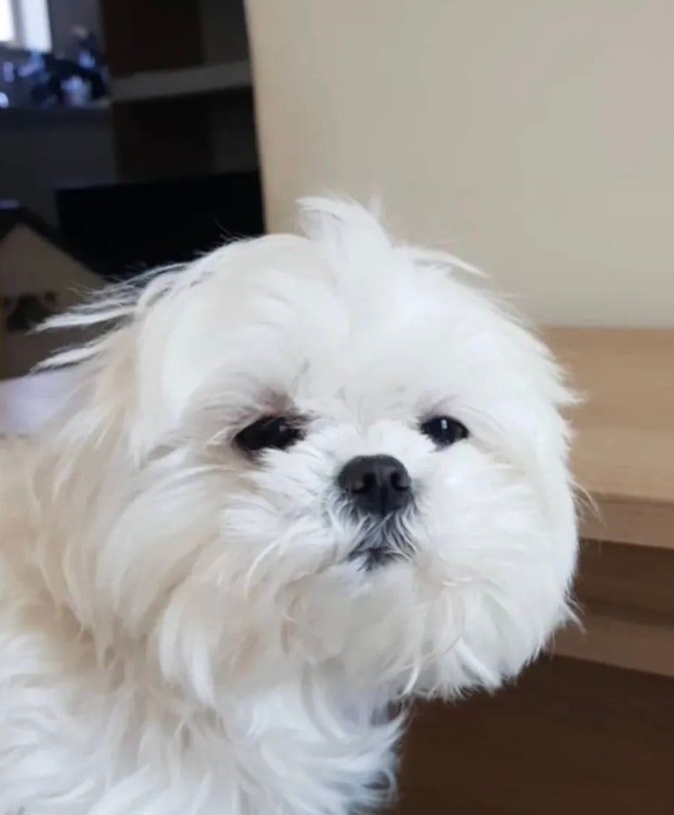 <b>꽃분이</b> 사망 원인 나이 나혼자 산다 배우 <b>구성환</b> 총정리