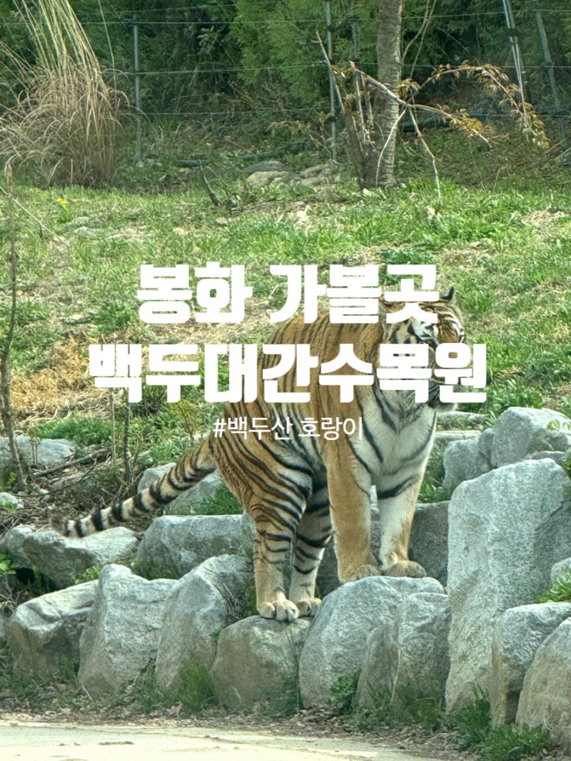 봉화 아이와 가볼 곳 : 백두산 호랑이를 만나 볼 수 있는, 국립 백두대간 수목원