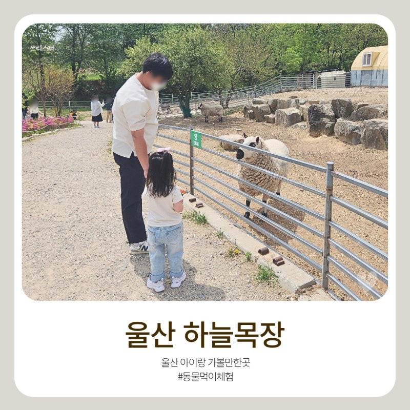 울산 아이와 가볼만한곳 35개월 아이가 너무 좋아한 울산 하늘목장 (동물먹이체험부터 다양....