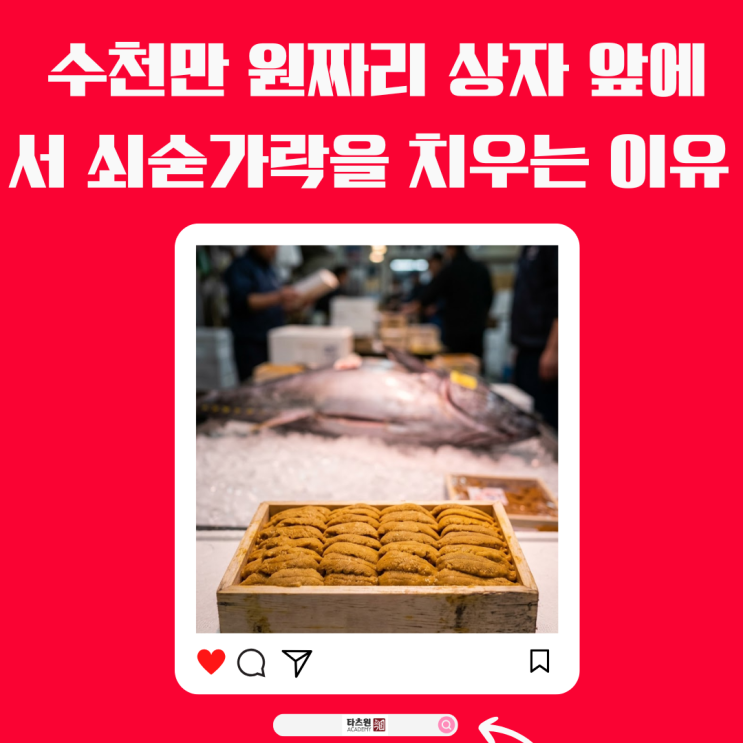  최고급 성게알 경매사가 절대 쥐지 않는 물건 하나