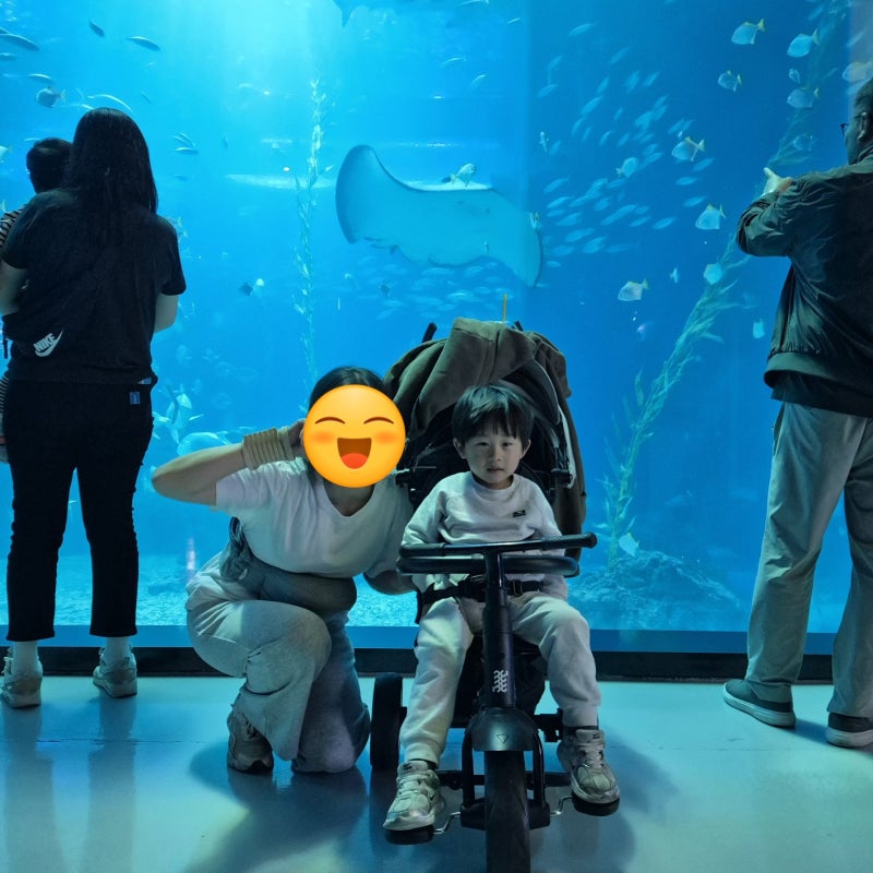 제주여행필수코스 아이랑 함께 가기 좋은 제주 아쿠아플라넷