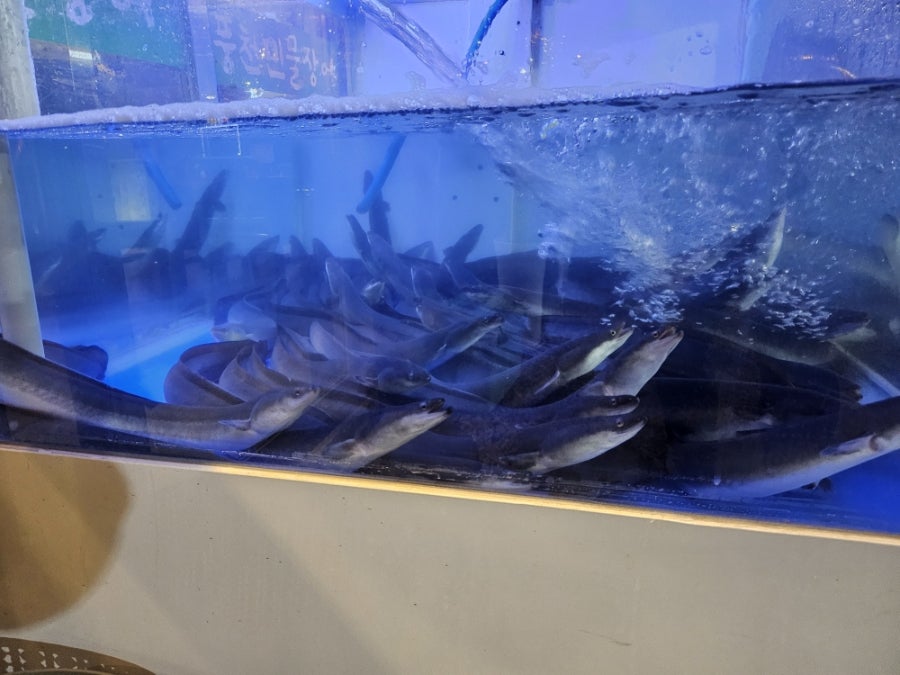고산풍천장어 사진 5