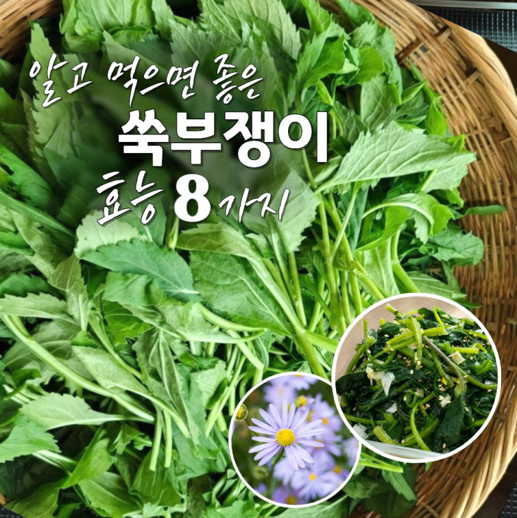  쑥부쟁이 효능 부작용 나물 차 먹는법