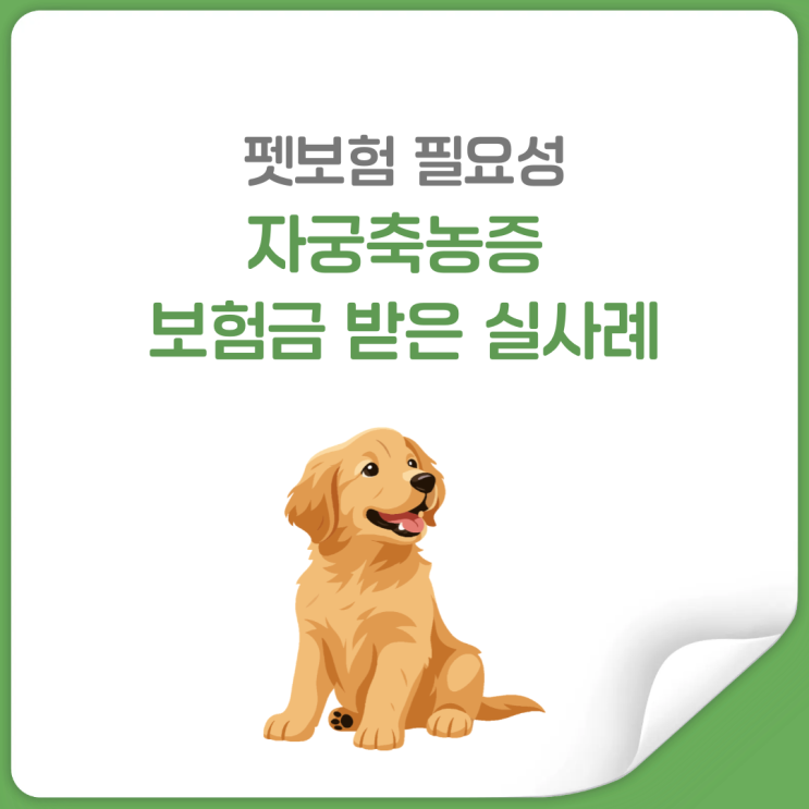  강아지 자궁축농증 170만원 병원비 140만원 받았습니다